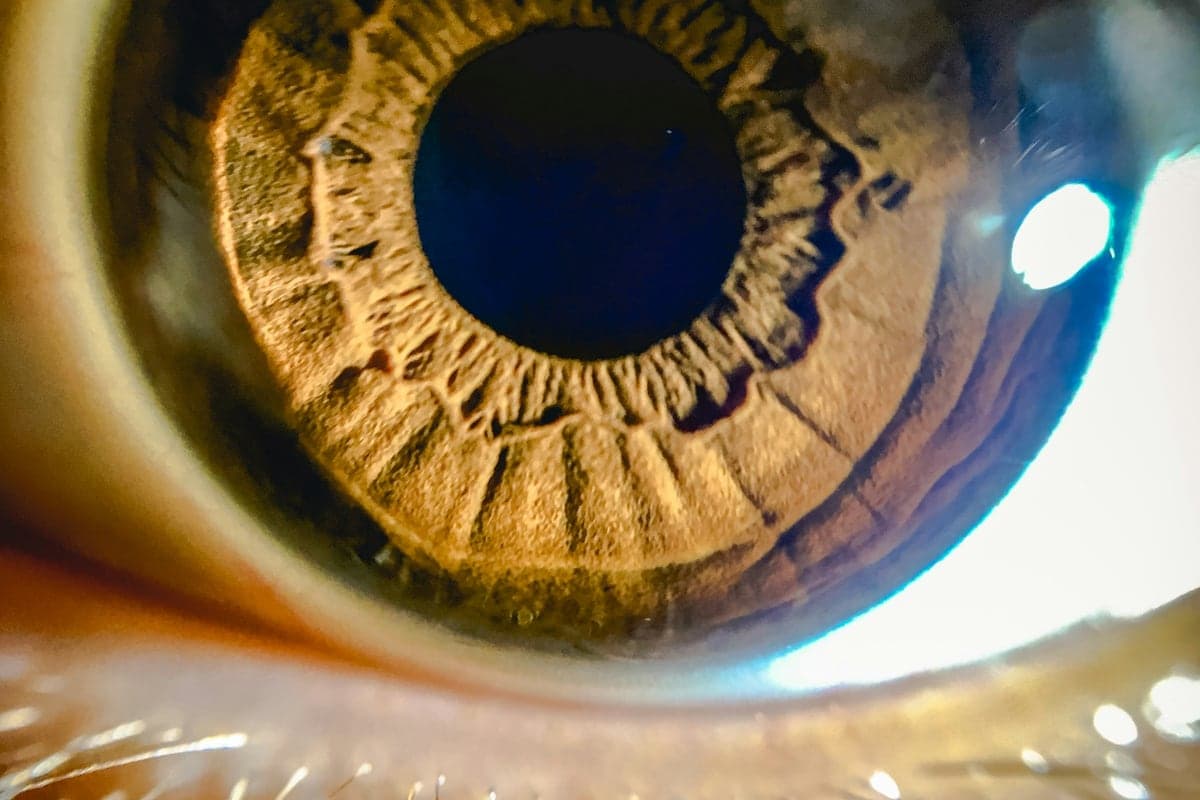 Macro close-up of the iris and the clear cornea of an eye